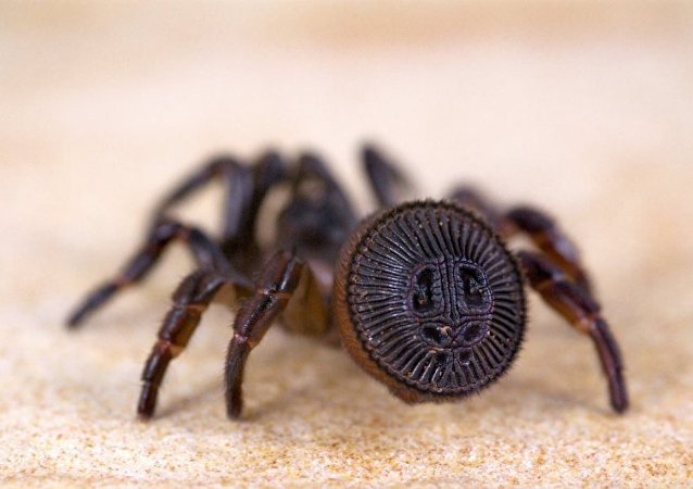 中国村民抓到一只类似古代印章的罕见蜘蛛
