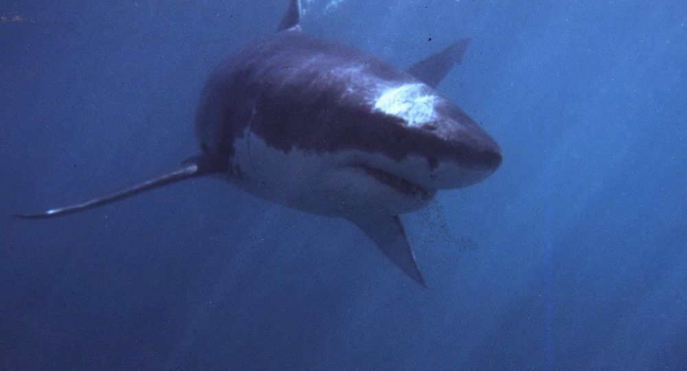 澳大利亞一男子死於鯊魚襲擊