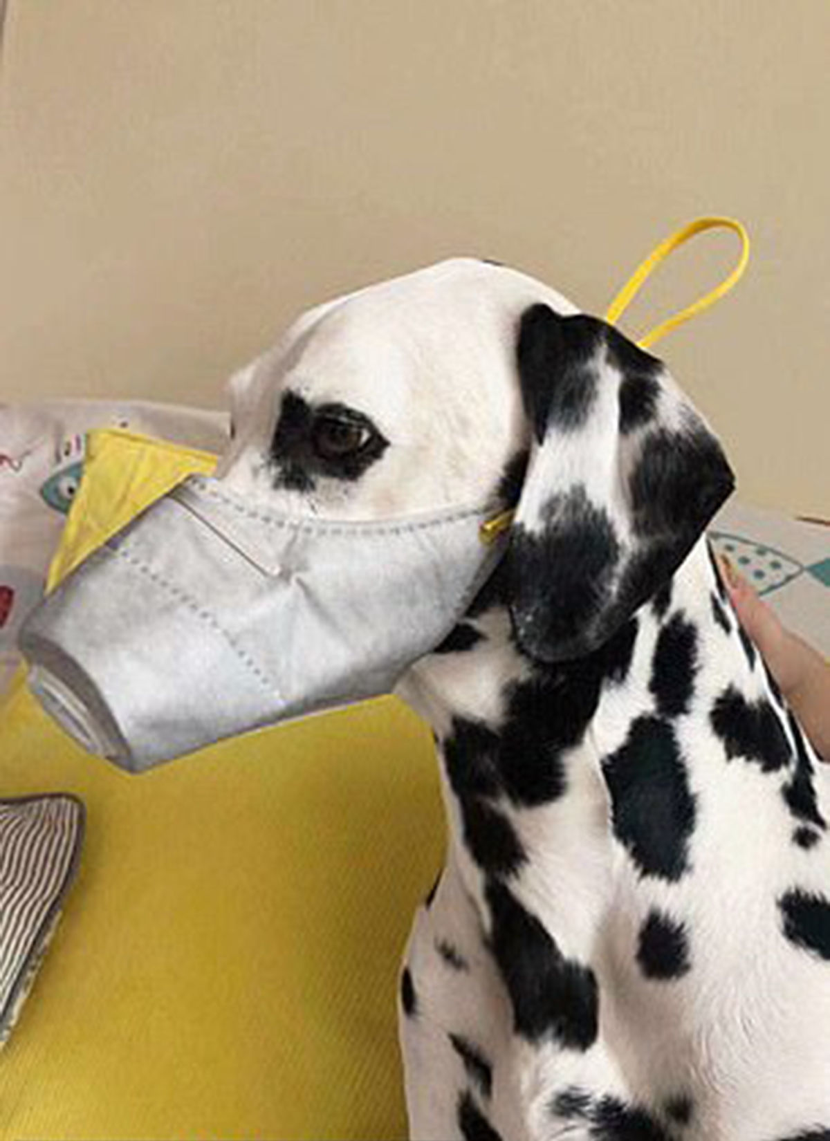 中国狗狗开始戴口罩:主人保护动物免受冠状病毒侵袭